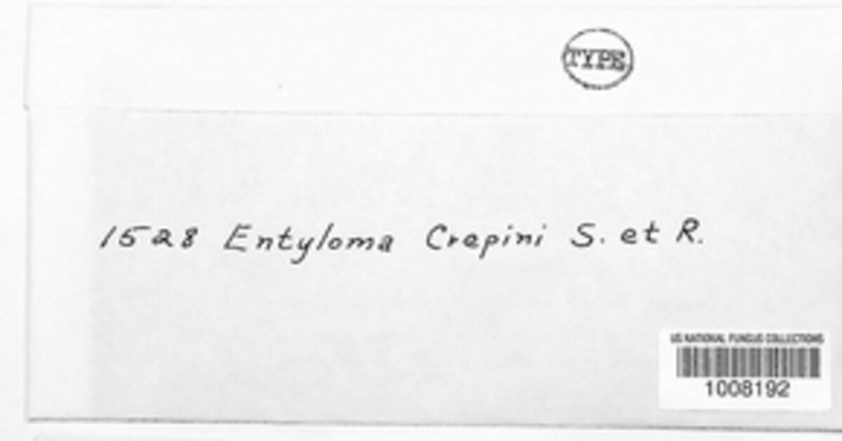 Entyloma crepinianum image